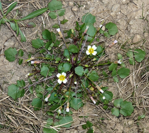 {Leavenworthia exigua var. exigua}
